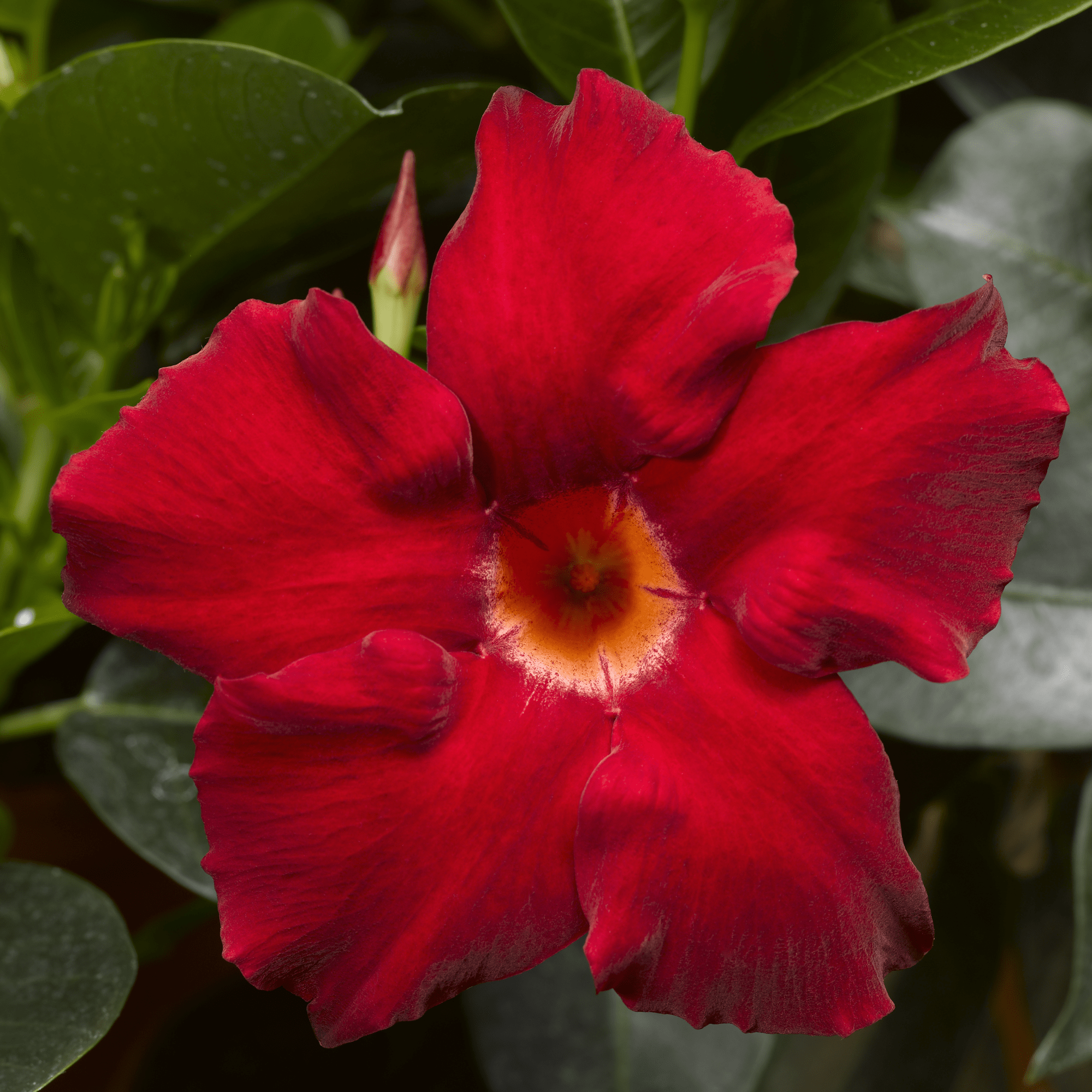 Rio® Elegant Velvet Red | Syngenta Flowers