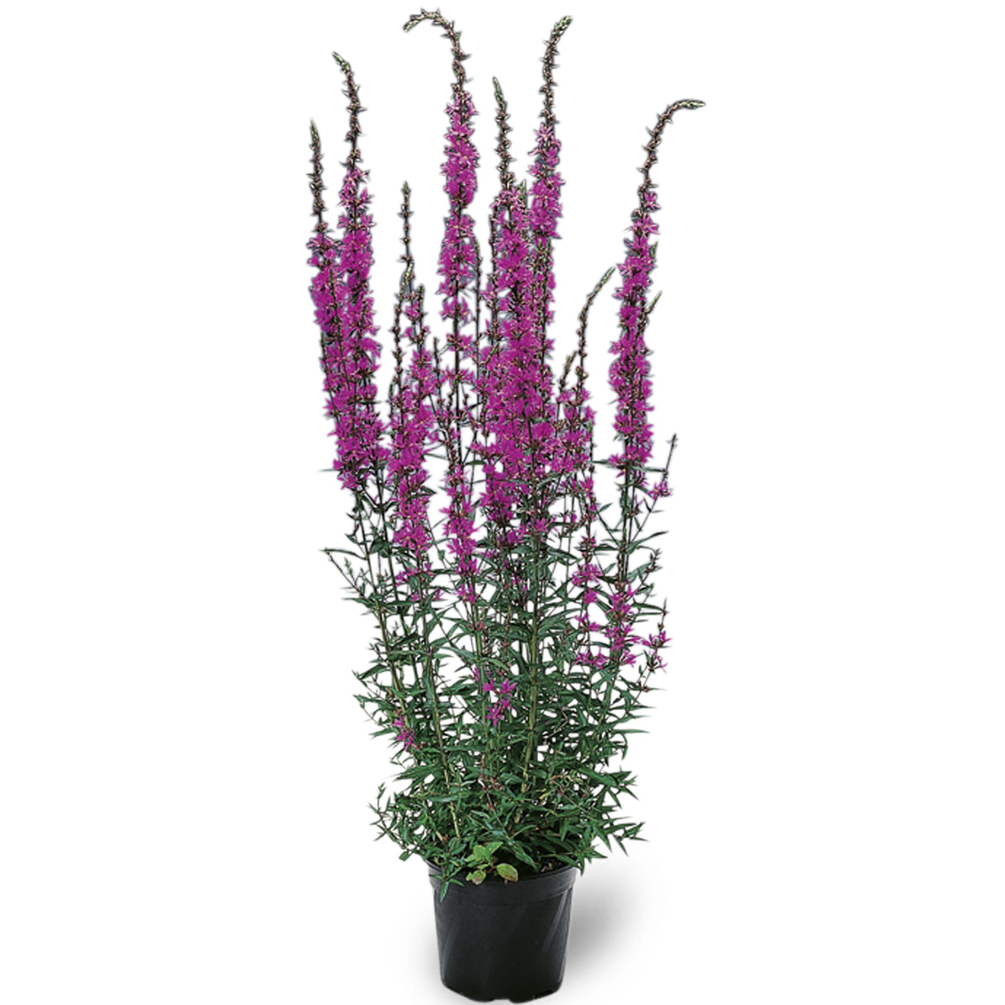 Dropmore Purple | Syngenta Flowers