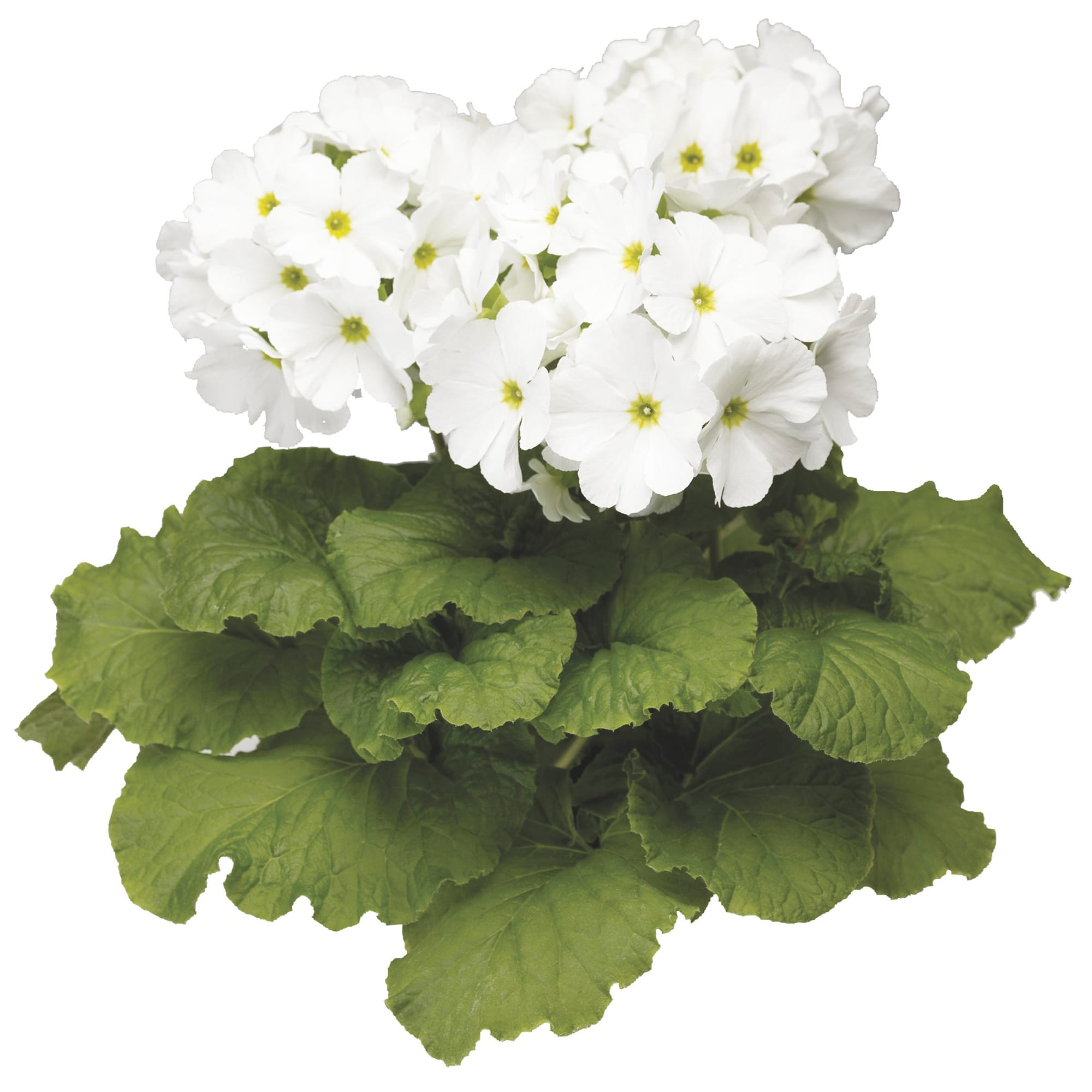 Primula Confetti Flowers from Italy