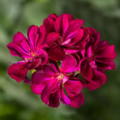 Corriente Lulu | Syngenta Flowers