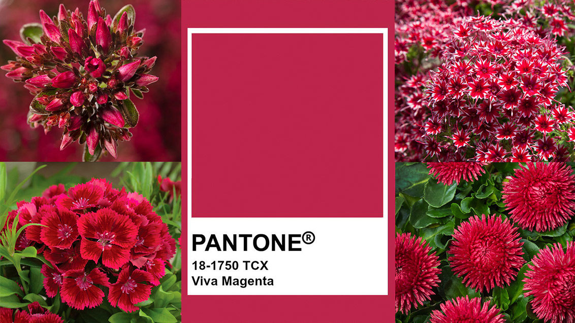 Express yourself this year with Pantone's 'Viva Magenta